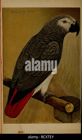 . Der Graupapagei. Seine Naturgeschichte ... Perroquet gris d'Afrique. . Veuillez noter que ces images sont extraites de la page numérisée des images qui peuvent avoir été retouchées numériquement pour plus de lisibilité - coloration et l'aspect de ces illustrations ne peut pas parfaitement ressembler à l'œuvre originale.. Russ, Karl, 1833-1899), Richmond, Charles Wallace, 1868-1932 DSI. Magdeburg : Creutz'sche Derlagsbuchhandlung Banque D'Images