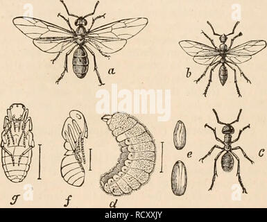 . Texte-livre élémentaire de zoologie, tr. et éd. par Adam Sedgwick, avec l'aide de F. G. Heathcote. Les hyménoptères. 595 Fam. Braccnidae. Elles persécutent les chenilles, ainsi que beetle larvie vivant dans le bois mort. Jficrogastcr glommeratus L., dans les chenilles. Bracon imposteur Scop., Br.palpeftrator Ilatzbg. Fam. Ichneumonidae. Inculiitur mouche Ichneumon L. I. (Troguis) Ivtorlus Piinjilu Eatzbg.,. (JEpliialtes) manifestator L., Ophion luteus L. Fam. Evaniadae. Ecanla appendiga&amp;ter L.. Foenus jaculator L. Sous-ordre 2.-Aculeata. Perforé rétractiles avec sting et glande dans la fe Banque D'Images