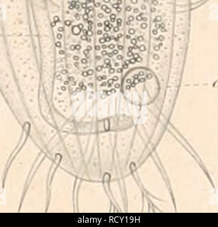 . Der Organismus der Infusionsthiere. Infusoria ; Ciliata ; Flagellata. /.. Veuillez noter que ces images sont extraites de la page numérisée des images qui peuvent avoir été retouchées numériquement pour plus de lisibilité - coloration et l'aspect de ces illustrations ne peut pas parfaitement ressembler à l'œuvre originale.. Stein, Friedrich, 1818-1885. Leipzig, Engelmann W. Banque D'Images