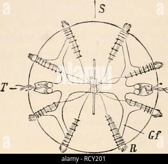 . Texte-livre élémentaire de zoologie, tr. et éd. par Adam Sedgwick, avec l'aide de F. G. Heathcote. 262 CCELEVIEKATA.. Gf possèdent une cesophageal tube et une vascnlar système gastro-canal. Deux tentacules, ichich peut être rentré en sachets, sont souvent présents. L'Ctenophora possèdent une forme qui peut, dans tous les cas, être réduite à une sphère. Ils sont libres à symétrie radiale-nager- Cadenterata de consistance gélatineuse ming. Le corps est souvent comprimé bilatéralement, de sorte qu'il est possible de distinguer deux plans passant par l'axe perpendiculaire à l'une une- FIB. 201.-Cydippe, Banque D'Images
