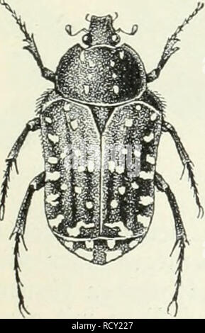 . Der Käfersammler. Hrsg. von der Redaktion des Guten Kameraden. Les insectes ; les insectes. 39h. ©emcincr wolb SRofeufäfcr ober =.. Veuillez noter que ces images sont extraites de la page numérisée des images qui peuvent avoir été retouchées numériquement pour plus de lisibilité - coloration et l'aspect de ces illustrations ne peut pas parfaitement ressembler à l'œuvre originale.. Bau, Alexander. Union Deutsche Verlagsgesellschaft Stuttgart Banque D'Images