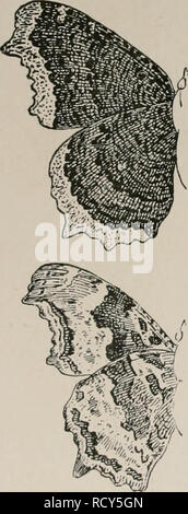. La journée des papillons et des duskflyers de Nouvelle Angleterre, la façon de trouver et de les connaître. Les papillons -- Nouvelle Angleterre ; -- les papillons de la Nouvelle Angleterre. II. Les ailes de l'angle =. i. Deuil-CAPE. Vanessa (Pafilio antiopa). T, en. Brun violacé foncé, jaune clair à la frontière avec une rangée de taches bleu bordé de noir. Tortue à Caterpillar, noir, avec huit rouge-brique les taches sur le dos ; RSS sur le saule, le peuplier, et l'orme. 2. J blanc papillon. J Grapta Album. 3 in. Fauve pâle, rouge pâle frontière, plusieurs grandes noir et un point blanc près de l'extrémité d'aile antérieure, et deux sur le côté avant du bord ; dessous gris noirâtre, avec petit J sur argent Banque D'Images
