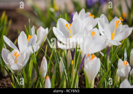 Crocus blanc qui fleurit au printemps sur le parterre de close-up Banque D'Images