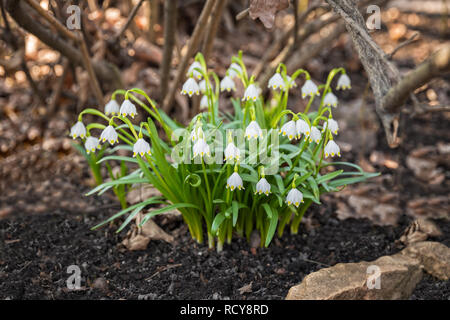 Au début du printemps, Leucojum vernum fleurs parmi les feuilles de l'année dernière Banque D'Images