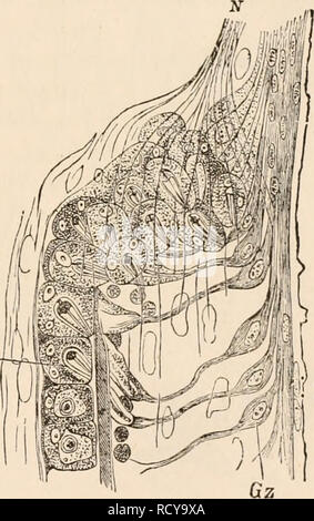 . Texte-livre élémentaire de zoologie, tr. et éd. par Adam Sedgwick, avec l'aide de F. G. Heathcote. La reproduction. Le antennze 539, le palpes, et les jambes, dans des conditions qui le rendent possible que ces nerfs ont la valeur d'indicateurs tactiles de nerfs, et c'est la plus probable étant donné que le sens du toucher est principalement satisfaite par l'antennre et les palpes labiaux de l'appareil, ainsi que par les articulations du tarse des jambes. Les organes olfactifs sont très généralement distribué, comme on pouvait s'y attendre de la part des pays développés qui mesure de suivre plusieurs insectes possèdent. Il peut être considéré comme Banque D'Images