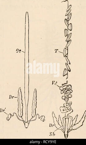 . Texte-livre élémentaire de zoologie, tr. et éd. par Adam Sedgwick, avec l'aide de F. G. Heathcote. Ik Fio. 421. - Organes génératifs de Glomer&gt;s mnrginata (après Fabre). T, les testicules ; Oo, ovaires ; OD, l'oviducte.. FIG. 422.-organes génératifs de Scolopendra com- planata (après Fabre). T, Teatis ; Vd, vaa déférent ; Dr, des glandes annexes ; Sb, boucle de l'vesiculn, seminalis ; Ov, ovarv.. Veuillez noter que ces images sont extraites de la page numérisée des images qui peuvent avoir été retouchées numériquement pour plus de lisibilité - coloration et l'aspect de ces illustrations ne peut pas parfaitement ressembler à l'origine Banque D'Images