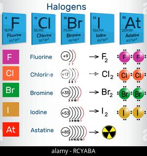 Les halogènes. Les éléments chimiques du tableau périodique. Vector illustration Illustration de Vecteur