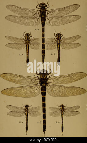 . Dbutsugaku zasshi. Zoologie Zoologie ;. Odouata japonais PI.11.  ? ? ? ? ? ? ? ? ? ?. 4. une Cordulegastes siebolau b.,, selys. ?- ? ? ? 5. a. 5. Gomphus postocularis&gt ; selys. ? ? ? ? ? ? ? ? ? e. a. h.  ?, Melampus, selys. ? ? ? ? ? ?. Veuillez noter que ces images sont extraites de la page numérisée des images qui peuvent avoir été retouchées numériquement pour plus de lisibilité - coloration et l'aspect de ces illustrations ne peut pas parfaitement ressembler à l'œuvre originale.. Nihon Dbutsu Gakkai ; Tky Dbutsu Gakkai. Tky : Tky Dbutsu Gakkai Banque D'Images