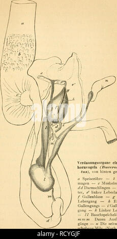 . Der Bau der Vögel. Les oiseaux. Verdauungsorgane. 33 ;. Von Verdaunngsorgane hornvogels- qu'Ä'(Buceros cava- tus), von hinten gesehen. Une Speiseröhre Drüsen ö -- magen - c Muskelmagen Darmschlingen - dci -- e rech- ter, e' linker Leberlappen Gallenblase - / - g- Rechter Lebergang Gallengangs - Ende des / Gallenleber -- gang - k - Lebergang Linker // Bauchspeicheldrüse - ?n ni m- Ausfiihrungs Die gänge - seitwärts n Die ge- schobene Alltek. (Nach Owen.). Veuillez noter que ces images sont extraites de la page numérisée des images qui peuvent avoir été retouchées numériquement pour plus de lisibilité - coloration et l'appe Banque D'Images