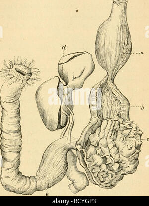 . Der Bau der Vögel. Les oiseaux. Verdauungsorgane. 303 grosse entsprechend bedeutend, da Magenmund Pförtner einander und sind und zwar nahe gerückt um so näher, je muskelstärker der eigentliche Magen ist.. Von Verdauimgsorgane Carpophaga Goliath. Une Speiseröhre - b - Drüsenmagen Muskelmagen Kutikularzähnen mit den c - d - e Darm Leber. (Nach Via 11 ane.) Die Innenseite des eigentlichen Magens der Vögel eigentümlichen gelblichen ist von einer Haut überzogen, die sich im Ganzen abziehen lässt, Unter dem Mikroskop aus als verworren durchsponnenen Fäden bestehend erscheint. Veuillez noter que ces images Banque D'Images
