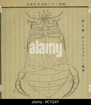 Dbutsugaku Zasshi Zoologie Zoologie Ae Ae C Ec E C A A Aºa I I A A A E Mandibule A A Maxille A A E Palpes Maxillaires L A Ae Aº Labial Palpi Ae Glossa A Aec A M P A Du Mentum Js A Aªae Antennes C Ae ºc