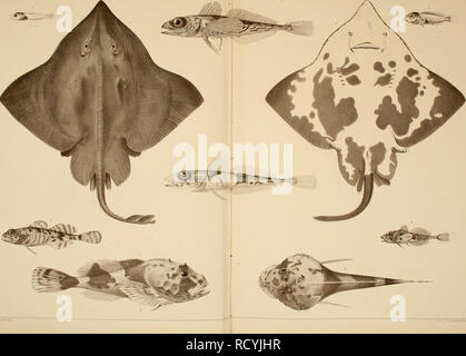 . Den Norske Nordhavs-expedition, 1876-1878. Expéditions scientifiques ; les animaux marins -- Mer de Norvège ; les animaux marins -- les régions de l'Arctique ; mer de Norvège. .. I. Veuillez noter que ces images sont extraites de la page numérisée des images qui peuvent avoir été retouchées numériquement pour plus de lisibilité - coloration et l'aspect de ces illustrations ne peut pas parfaitement ressembler à l'œuvre originale.. Mohn, Henrik, b. 1835 ; Le SRAS, G. O. (Georg Ossian), 1837-1927 ; Friele, Herman, 1838- ; Bonnevie, Kristine. Christiania, Grøndahl &AMP ; søns bogtrykkeri