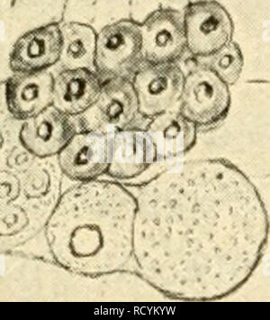 . Süsswasser das-plancton ; Einführung in die freischwebende unserer organismenwelt teiche, flüsse und seebecken. Le plancton d'eau douce ; les animaux. iPig. 12. Asplanchna priodonta.. Veuillez noter que ces images sont extraites de la page numérisée des images qui peuvent avoir été retouchées numériquement pour plus de lisibilité - coloration et l'aspect de ces illustrations ne peut pas parfaitement ressembler à l'œuvre originale.. Zacharias, Otto, 1846-1916. B. G. Teubner, Leipzig Banque D'Images