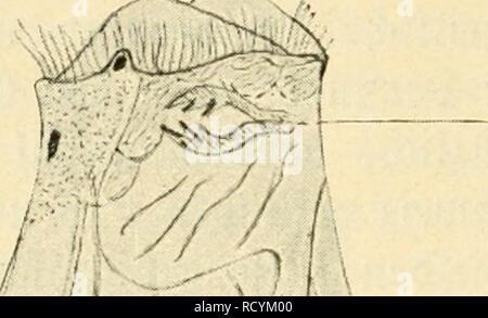 . Süsswasser das-plancton ; Einführung in die freischwebende unserer organismenwelt teiche, flüsse und seebecken. Le plancton ; animaux d'eau douce. 36 VII. Ftöbertiere ^3ie être^ ^§ Ian !tonne.. Veuillez noter que ces images sont extraites de la page numérisée des images qui peuvent avoir été retouchées numériquement pour plus de lisibilité - coloration et l'aspect de ces illustrations ne peut pas parfaitement ressembler à l'œuvre originale.. Zacharias, Otto, 1846-1916. B. G. Teubner, Leipzig Banque D'Images