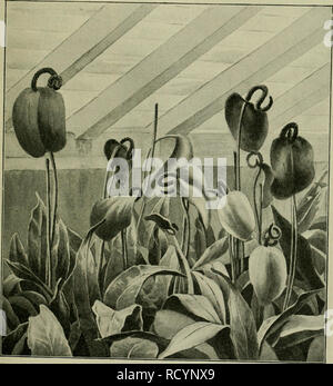 . Das Leben der Pflanze. Les plantes ; plantes ; plantes ; phytogéographie. ^Suftiüurseln ^^ ie ber(rajeen. 159§ vopenwalhe Suft être§ äugunften  %ber $|3flau3e auSaunüfeen. Ben botanifc^in Sn ©arten !annmanfordjeoftöDn^m20-30örje^eraBiüa^fenbeßuftimir ernanberamertfontf3((^Bemmbern in Monstera deliciosa, bie üielerortS Slattpflonae al§ SJärtnern (üvous trouverez sur ben (Philodendron pertusum genonnt aurfj^SBof) de l'unb loirb nungen gepflegt eben ha = faa§^lüunberlicfien t re 3Sa fcrfangarme auSftrccft *. Biefcn^aF 5rn onfterapffansen rcirb. « RiumScherzerianumim enbeAnth«^tü®eu.äc()§6aus. (3 ?acli (öotograp ^^^seseul ie.uct Banque D'Images
