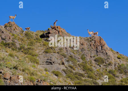 Les vigognes Vicugna vicugna,, des proches de la llama, debout sur une colline dans les Andes, Uspallata, Mendoza, Argentine Banque D'Images
