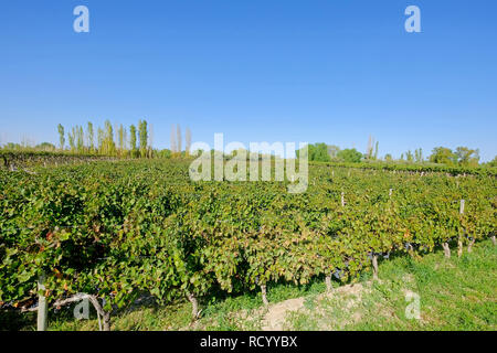 Beau vieux vignobles malbec bio à San Juan, Argentine, Amérique du Sud, également dans la province de Mendoza Banque D'Images