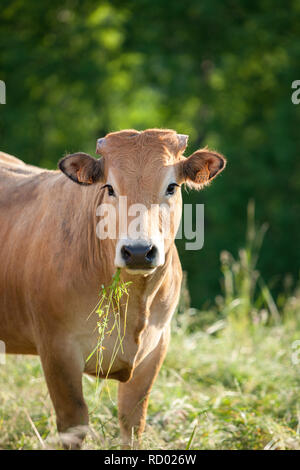 Jeune vache saine dans la campagne française Banque D'Images