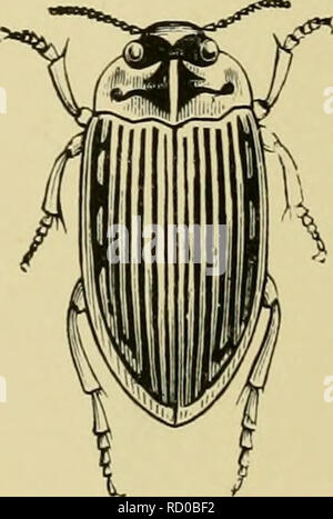 . Texte-livre élémentaire d'entomologie. L'entomologie. . Veuillez noter que ces images sont extraites de la page numérisée des images qui peuvent avoir été retouchées numériquement pour plus de lisibilité - coloration et l'aspect de ces illustrations ne peut pas parfaitement ressembler à l'œuvre originale.. Kirby, O. F. (William Forsell), 1844-1912. Londres, S. Sonnenschein Banque D'Images