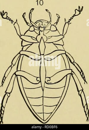 . Texte-livre élémentaire d'entomologie. L'entomologie. . Veuillez noter que ces images sont extraites de la page numérisée des images qui peuvent avoir été retouchées numériquement pour plus de lisibilité - coloration et l'aspect de ces illustrations ne peut pas parfaitement ressembler à l'œuvre originale.. Kirby, O. F. (William Forsell), 1844-1912. Londres, S. Sonnenschein Banque D'Images