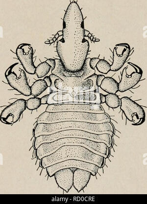 . Manuel élémentaire de zoologie et l'entomologie économique. Zoologie ; les insectes nuisibles. Les INSECTES AFFECTANT L'HOMME ET LES ANIMAUX 393 Mallophages. Le Pediculidce sont confinés aux mammifères, les trois espèces présentes sur l'homme et quelques qui infestent les ani- mals, qui sont les plus connus. Les pièces buccales sont fusionnés pour former un tube souple de sucer, et les pieds sont fournis avec une seule griffe courbe solide qui leur permet de s'accrocher aux cheveux de tfrjir hôte. La tête-pou Pediculus capitis, est très ennuyeux en raison de la démangeaison intense causée par la morsure. Les oeufs, appelé "lentes", sont joints à la hai Banque D'Images