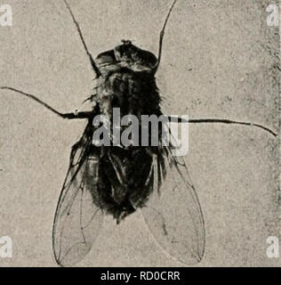 . Manuel élémentaire de zoologie et l'entomologie économique. Zoologie ; les insectes nuisibles. 388 zoologie et l'ENTOMOLOGIE ÉCONOMIQUE chapitre, mais il est plus difficile de contrôler la corne volée parce qu'il se reproduit dans le fumier de vache dans le pâturage. Différents lavages hydrofuge sont recommandés pour l'utilisation, mais aucune n'est entièrement satisfaisante. La lucilie bouchère mouches, Chrysomyia macellaria, sont souvent la cause de grandes souffrances à cause de l'habitudes alimentaires des larves. Ces mouches-gris, comme on les appelle parfois, peut fixer une masse de trois ou quatre cents œufs sur la surface des plaies sur les bovins, les chevaux, etc. Les larves qui éclosent d'oeufs ces Banque D'Images