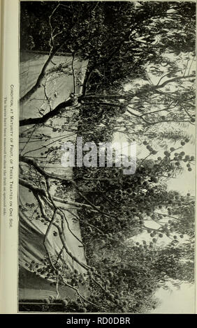 . Bulletin du Ministère. Bull. 20, Div. Veg. Phys. &Amp ; Chemin,, U.S. Dept. of Agriculture. XVII. la plaque. Veuillez noter que ces images sont extraites de la page numérisée des images qui peuvent avoir été retouchées numériquement pour plus de lisibilité - coloration et l'aspect de ces illustrations ne peut pas parfaitement ressembler à l'œuvre originale.. United States. Ministère de l'Agriculture ; Patterson, de la flore. Les champignons . . ; Pierce, Newton Barris. Peach leaf curl . .. Washington, gouvernement. L'impression. L'arrêt. Banque D'Images