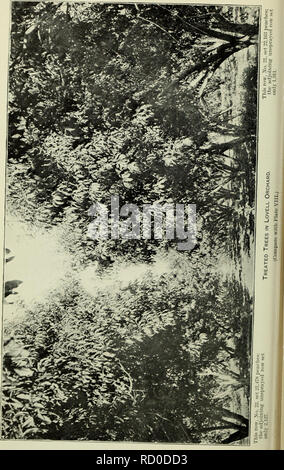 . Bulletin du Ministère. Bull. 20. Div. Veg. Phys. &Amp ; Chemin.. U. S. Dept. de Agncultur IX. la plaque. Veuillez noter que ces images sont extraites de la page numérisée des images qui peuvent avoir été retouchées numériquement pour plus de lisibilité - coloration et l'aspect de ces illustrations ne peut pas parfaitement ressembler à l'œuvre originale.. United States. Ministère de l'Agriculture ; Patterson, de la flore. Les champignons . . ; Pierce, Newton Barris. Peach leaf curl . .. Washington, gouvernement. L'impression. L'arrêt. Banque D'Images