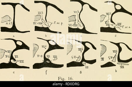 . De ontwikkeling van het chondrocrâne van Alytes obstetricans voor de se métamorphoser. PI. III.. Veuillez noter que ces images sont extraites de la page numérisée des images qui peuvent avoir été retouchées numériquement pour plus de lisibilité - coloration et l'aspect de ces illustrations ne peut pas parfaitement ressembler à l'œuvre originale.. Wouter Van Seters, Hendrik. 'S-Gravenhage, "Het Klaverblad" Banque D'Images