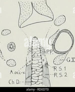 . De ontwikkeling van het chondrocrâne van Alytes obstetricans voor de se métamorphoser. F I G. 12. Veuillez noter que ces images sont extraites de la page numérisée des images qui peuvent avoir été retouchées numériquement pour plus de lisibilité - coloration et l'aspect de ces illustrations ne peut pas parfaitement ressembler à l'œuvre originale.. Wouter Van Seters, Hendrik. 'S-Gravenhage, "Het Klaverblad" Banque D'Images