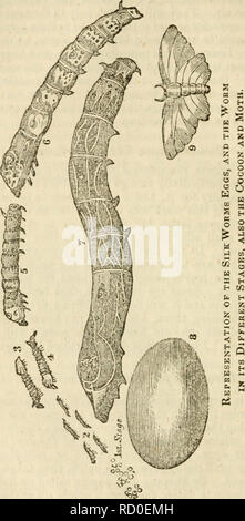 . Dennis' ; manuel de la soie. Les vers à soie. [From old catalog] ; l'industrie de la soie. première récolte doivent être exposés, comme ci-dessus réalisé, dès que les feuilles de mûrier sont un quart de pouce de large. Il faut veiller à ce que les souris n'obtiennent pas à l'œufs, jeunes ou les vers. Une fois les œufs ont été expo-. Veuillez noter que ces images sont extraites de la page numérisée des images qui peuvent avoir été retouchées numériquement pour plus de lisibilité - coloration et l'aspect de ces illustrations ne peut pas parfaitement ressembler à l'œuvre originale.. Dennis, Jonathan, jr. [From old catalog]. New-York, M. Day &AMP ; co. Banque D'Images