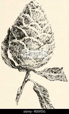 . Entomologie élémentaire. Les insectes. Mouches, moustiques, moucherons et 227 apparaissent dans un nombre important. Les larves sont attachés aux roches dans les eaux peu profondes, avec un courant rapide, d'eau, où ils se nourrissent de diverses plantes et de minute des morceaux de végétation. Les mouches adultes sont d'environ un cinquième d'un pouce de long, au corps noirâtre, avec des jambes courtes et une tennae-, bien que les antennes ont beaucoup de segments distincts. Des expériences récentes faites dans les Montagnes Blanches indiquent qu'il peut être possible d'éliminer les larves dans les régions de montagne en huilant les ruisseaux avec Phinotas l'huile. Le sud est un moucheron buffalo serio Banque D'Images