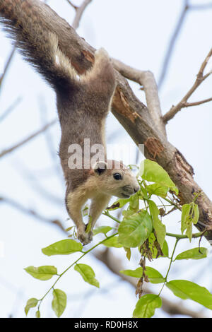 Le petit polatouche étaient accrochées sur les branches dans une grande forêt. Banque D'Images