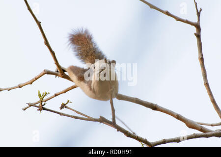 Le petit polatouche étaient accrochées sur les branches dans une grande forêt. Banque D'Images