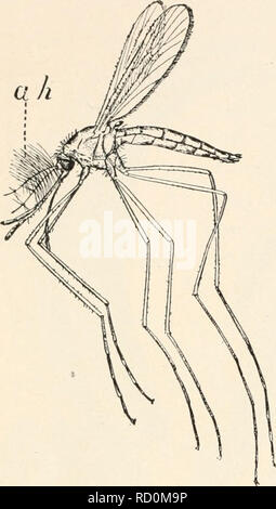 . Entomologie élémentaire. Les insectes. 44 ENTOMC ÉLÉMENTAIRE)L( )GY considéré comme probablement auditif. Dans le mâle, et probablement dans d'autres formes, les antennes ont une fonction auditive qui leur permet de trouver les femelles, comme c'est montré par leur vibrant à l'unisson avec un son produit par un diapason de la même hauteur que celle faite par la femelle avec ses ailes. a. Fig. 53. Moustique femelle montrant les poils auditifs (ah] sur les antennes. (Après la Jordanie et Kellogg). Veuillez noter que ces images sont extraites de la page numérisée des images qui peuvent avoir été retouchées numériquement pour plus de lisibilité - coloratio Banque D'Images