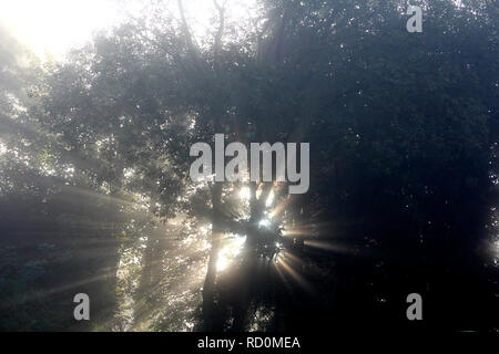 Des faisceaux de lumière du soleil à travers les arbres dans les bois Banque D'Images