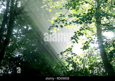 Des faisceaux de lumière du soleil à travers les arbres dans les bois Banque D'Images