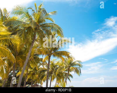 De hauts palmiers contre le ciel, l'espace de copie sur la droite. Paysage Tropical, l'island holidays Banque D'Images