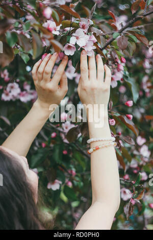 Belles femmes mains touchent les fleurs roses en fleurs de pommier, le printemps ! Banque D'Images