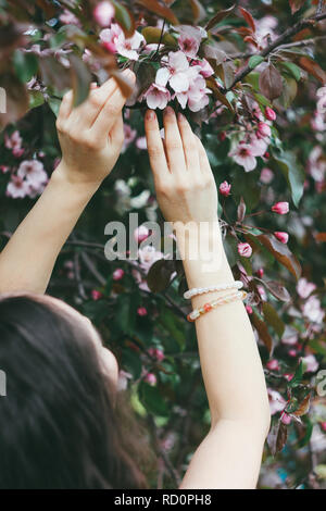 Belles femmes mains touchent les fleurs roses en fleurs de pommier, le printemps ! Banque D'Images