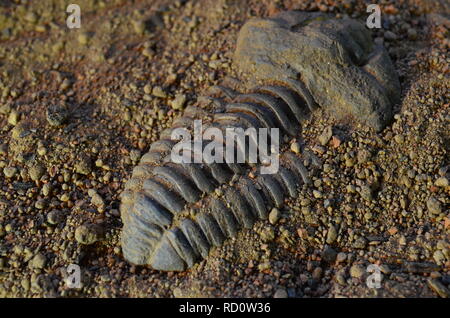 Fossiles de trilobites Banque D'Images