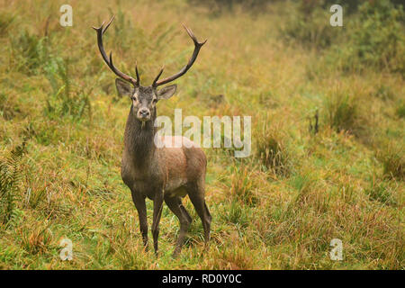 Red Deer (Cervus elaphus) dans un pré près de la forêt pendant le rut Banque D'Images