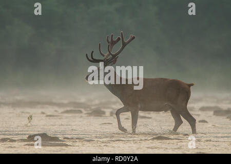 Red Deer (Cervus elaphus) stag dans l'eau. Bieszczady. Pologne Banque D'Images