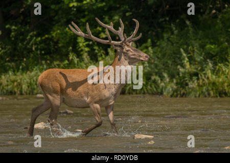 Red Deer (Cervus elaphus) stag dans l'eau. Bieszczady. Pologne Banque D'Images