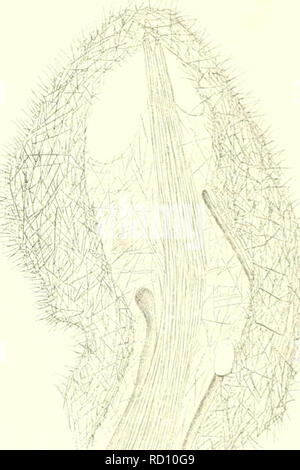 . L'Ingolf danois-expédition. Les animaux marins -- les régions de l'Arctique ; les expéditions scientifiques ; les régions de l'Arctique. Spongiaire II composé de près et irrégulièrement disposées spicules oi une forme spéciale, en plus d'être liée à la politique commune de stylets axiaux. On peut dire que c'est la partie externe de la couche d'crustv, qui s'est entrelacé avec le spicules, mais ensuite, il faut se rappeler que le revêtement cuve peut facilement être enlevé comme une cuve. Dans le cas d'un axe plutôt copieuse, jaunâtre masse d'spongin est trouvé cimenter les aiguilles des fibres simples et ces fibres avec un revêtement thi Banque D'Images