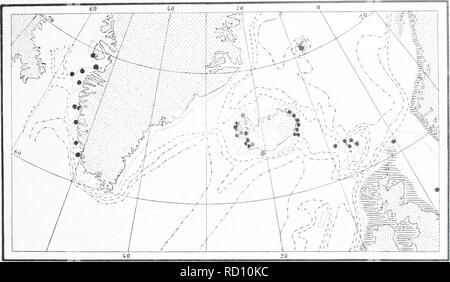 . L'Ingolf danois-expédition. Les animaux marins -- les régions de l'Arctique ; les expéditions scientifiques ; les régions de l'Arctique. IIYDROIDA II 155 semble être exchisivel coufusiou- en raison d'Cdinptivularid Jolnistoiii avec l'aulne (cf. Hroch 1912 p. 51). Le belougs cliiefK espèces' pour la région du littoral, es])ecialh- sa moitié supérieure, mais peuvent tout à fait excep- tionalh' pénétrer certains complètement dans les grands fonds. Dans les eaux d'une enquête, Campaimlaria vohibilis est l'une des plus fréquentes) Caiiipa iulariid&lt;r il est mais rarel- trouvé, cependant, dans les régions de la mer ouverte, qui doit être compris comme probabh' debout dans Banque D'Images