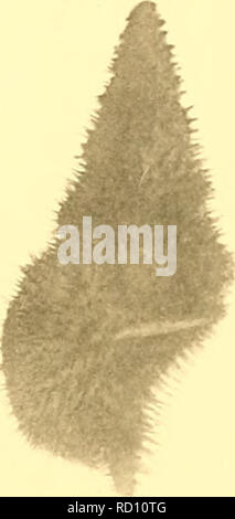 . L'Ingolf danois-expédition. Animaux marins animaux marins ; ; ; Hydrographie Hydrographie ; des expéditions scientifiques. D 7 7 ^ :' ' -JJ A A n 3 a i f"^. u la 6. 10 11. Veuillez noter que ces images sont extraites de la page numérisée des images qui peuvent avoir été retouchées numériquement pour plus de lisibilité - coloration et l'aspect de ces illustrations ne peut pas parfaitement ressembler à l'œuvre originale.. Ingolf-Expedition danois, 1895-1896 ; Wandel, C. F. (Carl Frederik), 1843-1930 ; Ingolf (navire). Copenhague, H. Hagerup Banque D'Images