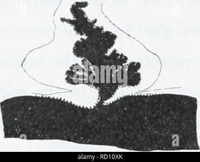 . L'Ingolf danois-expédition. Les animaux marins -- les régions de l'Arctique ; les expéditions scientifiques ; les régions de l'Arctique. 66 ACTINIARIA. Fig. So.. Veuillez noter que ces images sont extraites de la page numérisée des images qui peuvent avoir été retouchées numériquement pour plus de lisibilité - coloration et l'aspect de ces illustrations ne peut pas parfaitement ressembler à l'œuvre originale.. Ingolf-Expedition danois (1895-1896) ; Københavns universitet. Zoologisk museum. H. Hagerup Copenhague Banque D'Images