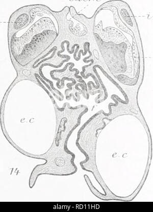 . L'Ingolf danois-expédition. Les animaux marins -- les régions de l'Arctique ; les expéditions scientifiques ; les régions de l'Arctique. 6&gt;r--)f str^-B. Veuillez noter que ces images sont extraites de la page numérisée des images qui peuvent avoir été retouchées numériquement pour plus de lisibilité - coloration et l'aspect de ces illustrations ne peut pas parfaitement ressembler à l'œuvre originale.. Ingolf-Expedition danois (1895-1896) ; Københavns universitet. Zoologisk museum. H. Hagerup Copenhague Banque D'Images