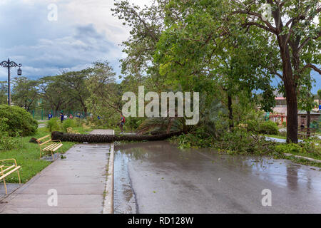 Santa Clara, Cuba, le 10 septembre 2017 : l'arbre tombé au sol, les dommages causés par l'Irma l'ouragan Banque D'Images